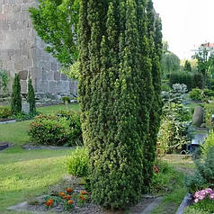 Тис ягідний Фастігіата Робуста (Fastigiata Robusta) саджанець в горщику 3 л