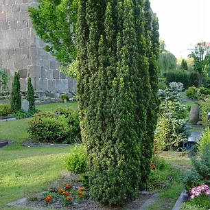 Тис ягідний Fastigiata Robusta саджанець в горщику 3 л, фото 1
