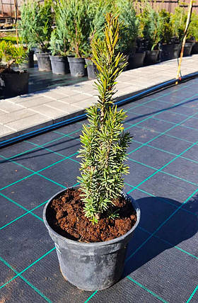 Тис ягідний Fastigiata Robusta саджанець в горщику 3 л, фото 3