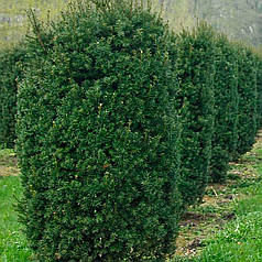 Тис середній Hicksii саджанець в горщику 5 л