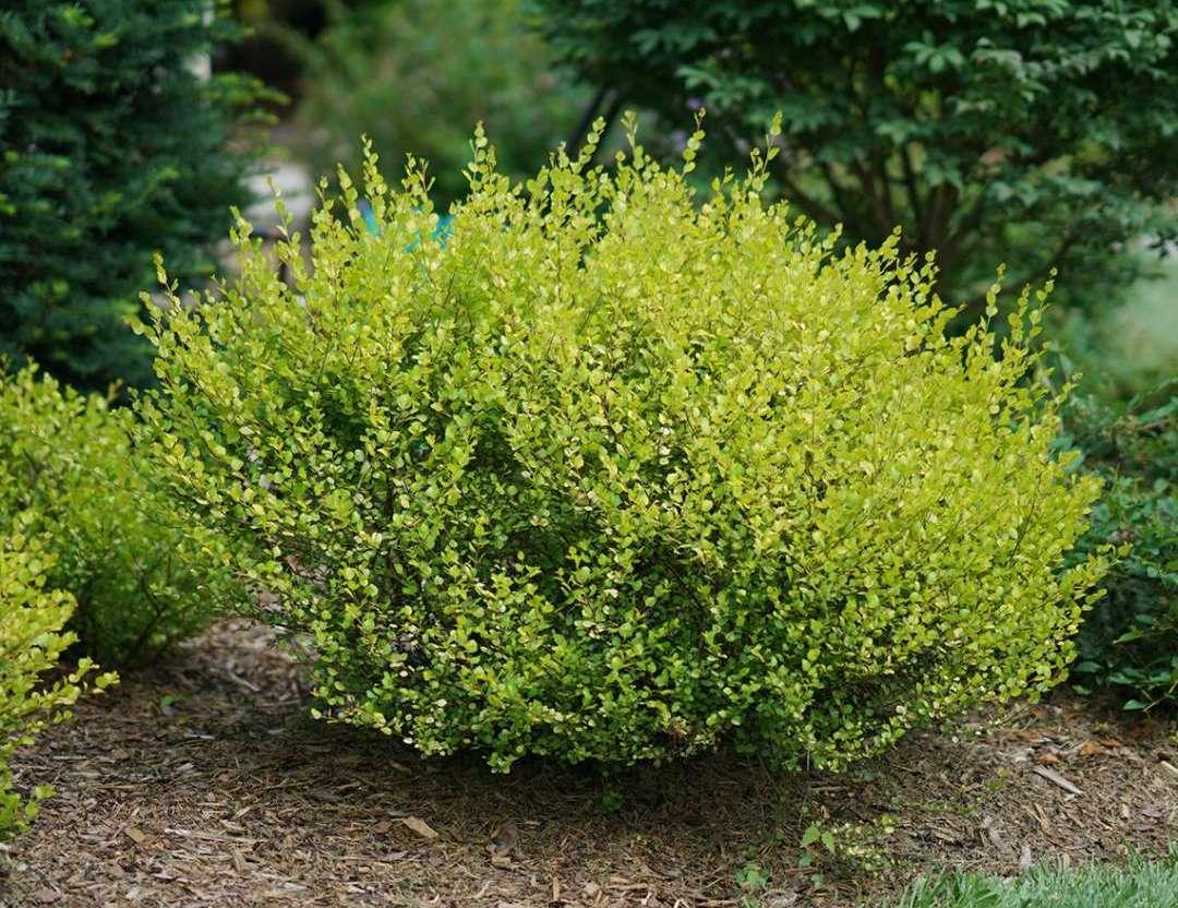 Береза карликова(nana) С2, фото 1