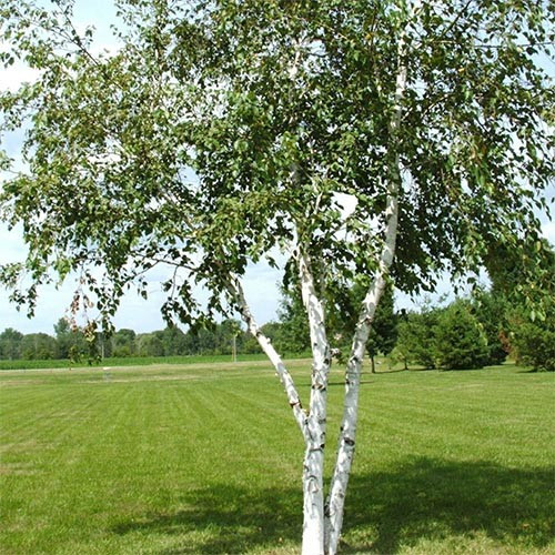 Береза паперова 0,5-0,8 М саджанці дерев,квітів, фото 1