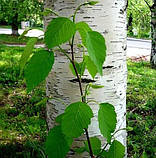 Береза паперова 0,5-0,8 М саджанці дерев,квітів, фото 2