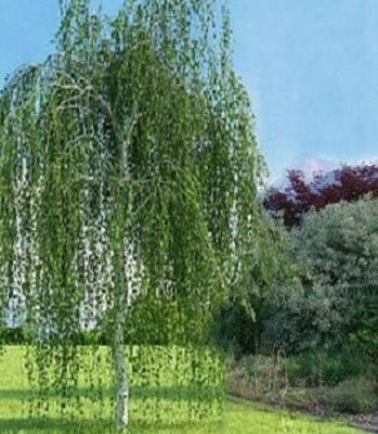 Береза повисла (pendula) С 1,5, фото 1