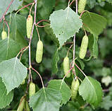 Береза повисла (pendula) С 1,5, фото 2