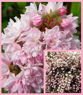 Дейція гібридна "Pink Pom-Pom"С2, фото 1