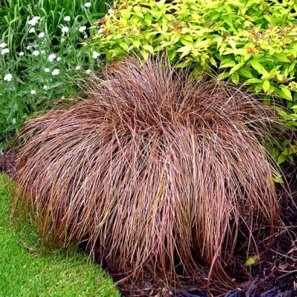 Carex "Milk Chocolate, фото 1