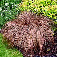 Carex "Milk Chocolate