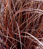 Carex "Milk Chocolate, фото 2