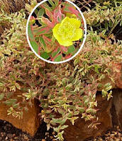 Звіробій "Tricolor"С2   садові рослини у горщиках