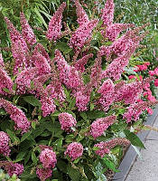 Будлея Давида "Butterfly Candy 'Little Pink" С2   садові квіти,розсада,саджанці