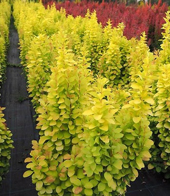 Барбарис "Sunbeam", фото 1