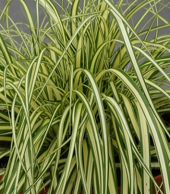 Carex "Maxigold", фото 1