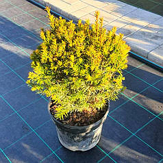 Тис середній Groenland формований кулею саджанець в горщику 5 л