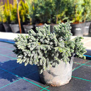 Ялівець лускатий Блю стар (Blue Star) саджанець в горщику 3 л, фото 2