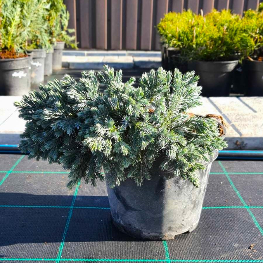 Ялівець лускатий Блю стар (Blue Star) саджанець в горщику 3 л