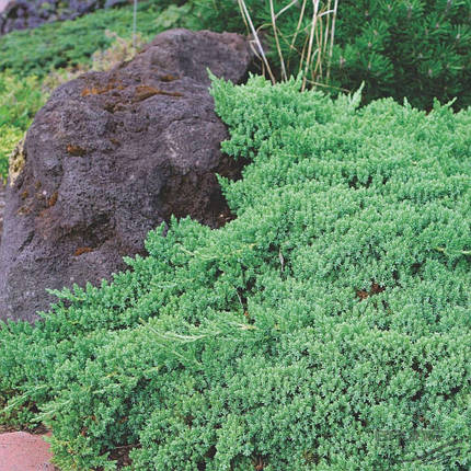 Ялівець лежачий Нана (procumbens Nana) саджанець в горщику 3 л, фото 3