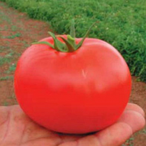 Насіння томата детермінантного Дебют F1 1000 семенів/Seminis — середньозрослий, з тривалим періодом плодоносіння, фото 3