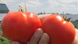Насіння томату детермінантного Дебют F1 1000 сем/Seminis — середньорослий, з тривалим періодом плодоношення, фото 3