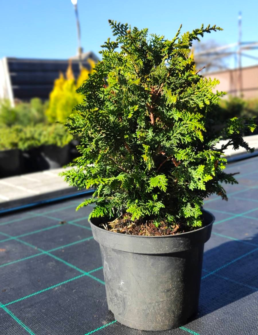 Кипарисовик Dilatush саджанець в горщику 3 л