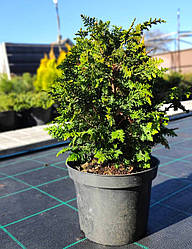 Кипарисовик Dilatush саджанець в горщику 3 л