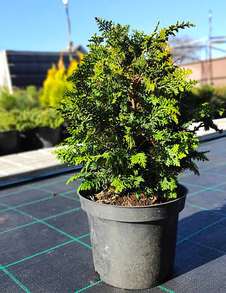 Кипарисовик Dilatush саджанець в горщику 3 л, фото 1