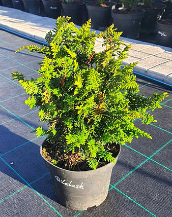 Кипарисовик Dilatush саджанець в горщику 3 л, фото 2