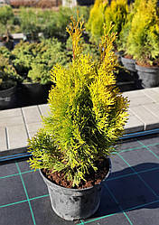 Туя західна Джанед Голд (Janed Gold) саджанець в горщику 5 л