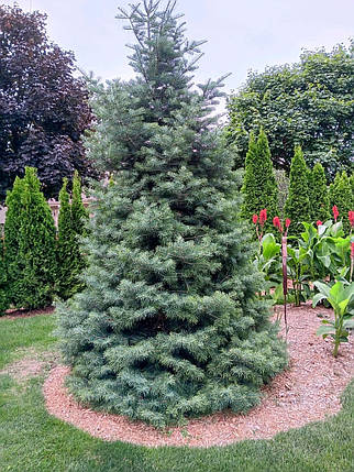 Ялиця шершавоплідна Abies concolor саджанець в горщику 3 л, фото 1