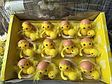 Набір великодніх курчат « Курчата в шкаралупі» 5-6 см, 12 шт/уп., фото 4