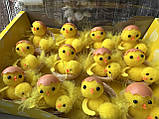 Набір великодніх курчат « Курчата в шкаралупі» 5-6 см, 12 шт/уп., фото 5
