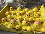 Набір великодніх курчат « Курчата в шкаралупі» 5-6 см, 12 шт/уп., фото 2