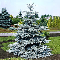 Ялина колюча Супер блю (Super Blue Seedling, SBS) саджанець в горщику 3 л, фото 4