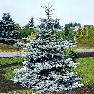 Ялина колюча Super Blue Seedling (SBS) саджанець в горщику 3 л, фото 1