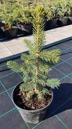 Ялина колюча Super Blue Seedling (SBS) саджанець в горщику 3 л, фото 3
