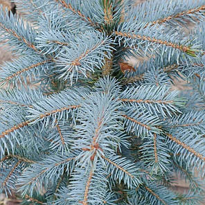 Ялина колюча Super Blue Seedling (SBS) саджанець в горщику 3 л, фото 4