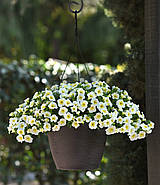 Калібрахоа Cabaret Special Frosty Lemon, фото 3