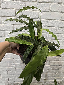 Гаранту руф