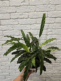 Гаранту руф