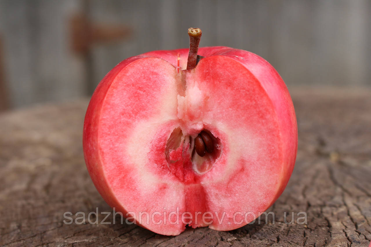 Саджанці яблунь Сирена (червона м'якоть, красная мякоть)