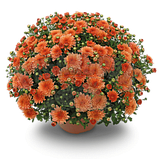 Хризантема Precocita Carna (Прекосіта Карна).  Мультифлора. розсада, фото 2