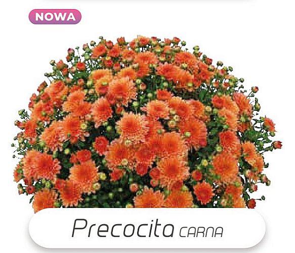 Хризантема Precocita Carna (Прекосіта Карна). Мультифлора. розсада