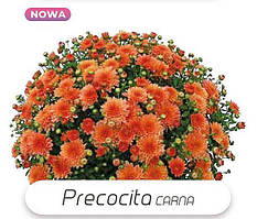 Хризантема Precocita Carna (Прекосіта Карна).  Мультифлора. розсада