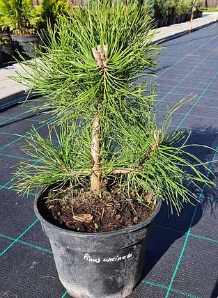 Сосна гачкувата Pinus uncinata саджанець в горщику 3 л, фото 1