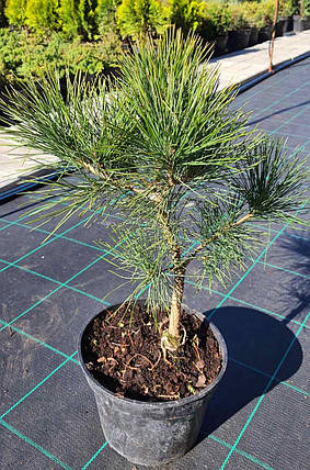 Сосна румелійська Pinus peuce саджанець в горщику 3 л, фото 4