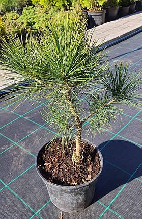 Сосна румелійська Pinus peuce саджанець в горщику 3 л, фото 1