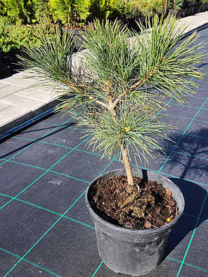 Сосна румелійська Pinus peuce саджанець в горщику 3 л, фото 3