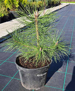 Сосна чорна Pinus nigra саджанець в горщику 3 л, фото 3