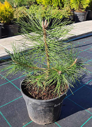 Сосна чорна Pinus nigra саджанець в горщику 3 л, фото 1