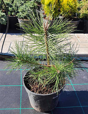 Сосна чорна Pinus nigra саджанець в горщику 3 л, фото 4